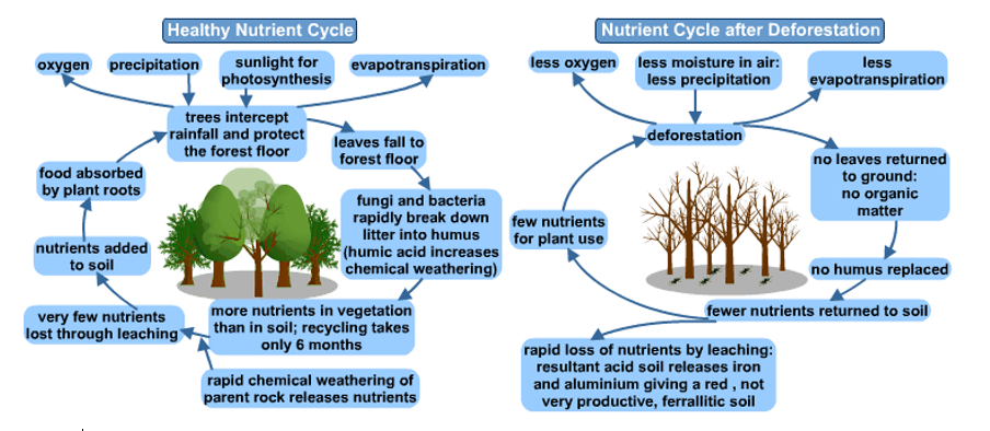 nutrient cycle